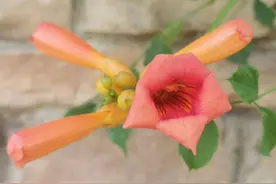 凌霄，长长的睫毛，幽怨的心（摄影：荀守奎）图片