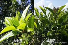 「普洱茶知识汇总」你想要了解的普洱茶知识全在这里图片