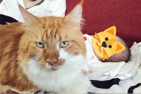 猫咪对人类幼崽太过宠溺，铲屎官：“这到底是谁的娃啊？”图片