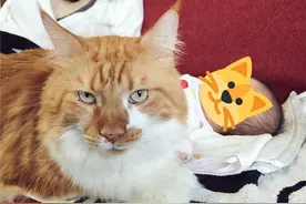 猫咪对人类幼崽太过宠溺，铲屎官：“这到底是谁的娃啊？”图片