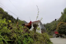入住云雾飘飘的秦岭山村农家乐，吃住仅60元，吃到了没见过的小吃图片