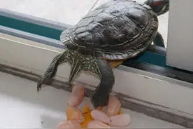 单身多年的乌龟下蛋了，主人拿锅煎来吃，几分钟后表示下不了口图片