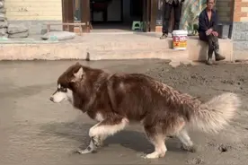 网红狗狗离世，粉丝想通过“克隆”还原，然而并没那么简单图片