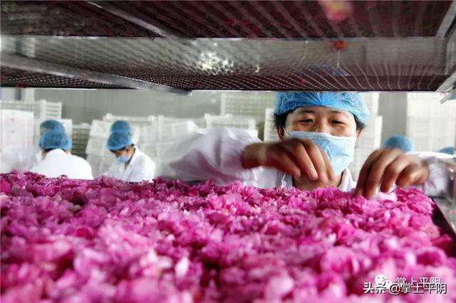 今天,平阴向全世界发出邀请!