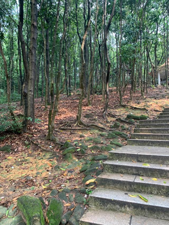 深圳凤凰山攻略(老人爬凤凰山最简单线路)