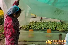 疫情下4000余条蛇卖不出去 罗江这名养蛇女开启转型之路图片