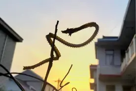 遇到大蛇追赶，是“直线跑”还是“拐弯跑”，有什么科学依据？图片