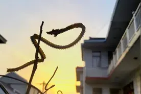 遇到大蛇追赶，是“直线跑”还是“拐弯跑”，有什么科学依据？图片