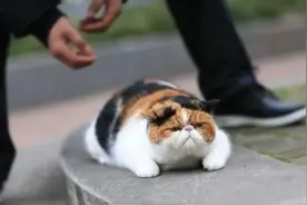 加菲猫被失主偷回，拾得人告上法院 咋回事儿？图片