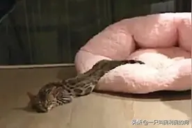 小姐姐半夜上厕所，发现家里多了一条蟒蛇猫，走近一看不淡定了图片