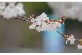 2020潍坊市府的樱花更美图片