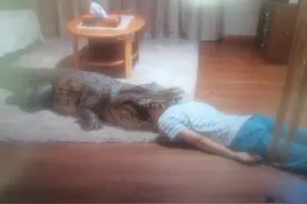 每天回家都会看到老婆在装死图片
