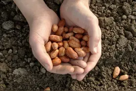 不小心吃了发苦的坏花生，会诱发肝癌吗？3种办法去除危害图片