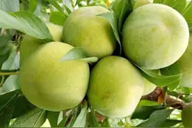 贵州有个六马镇，竞种出了一个比榴莲还要贵的李子，却被受人喜爱图片