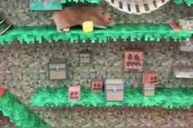 主人为自家宠物制作的一间“探险世界”也太棒了吧……图片