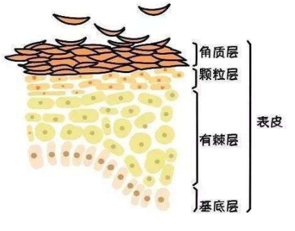 市面上眼花缭乱的多肽，原来全在你的中学课本里