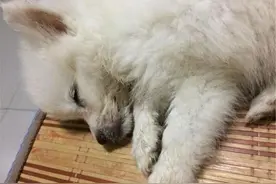 狗狗回到汪星后，怎么处理其遗体？老人说不能土葬，是有科学根据图片