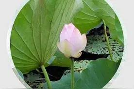 当“你”奔向我时，我拒绝了，如果伤害了你，还请你原谅我图片