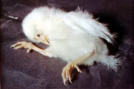 鸡传染性脑脊髓炎的防治 养鸡人都得知道的常识图片