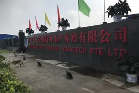 它比泥鳅还滑，原来它是“深海产卵，淡水肥鱼”的鳗鱼图片