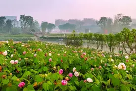 花令丨芙蓉城里话芙蓉图片