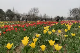 北京最美郁金香花海，就在这儿→图片
