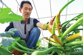 农村小伙种假香蕉，亩产14000斤，预计赚50万，却亏损惨重图片