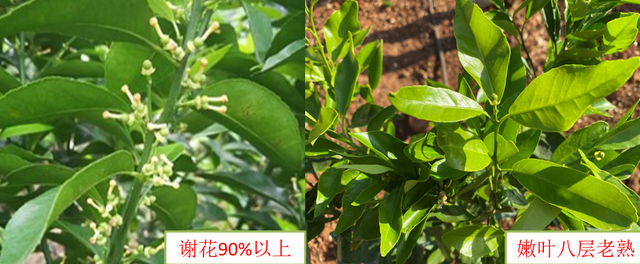 赤霉素使用不当会出现粗皮果，卖价比别人低1块，保果需科学使用