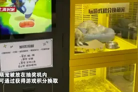 商场内现活猫、活犬抽奖机，网友质疑其虐待动物！涉事企业最新回应来了图片