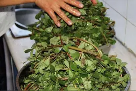 家庭储存野菜有诀窍，简单几步，保存一年都新鲜，随吃随取很方便图片