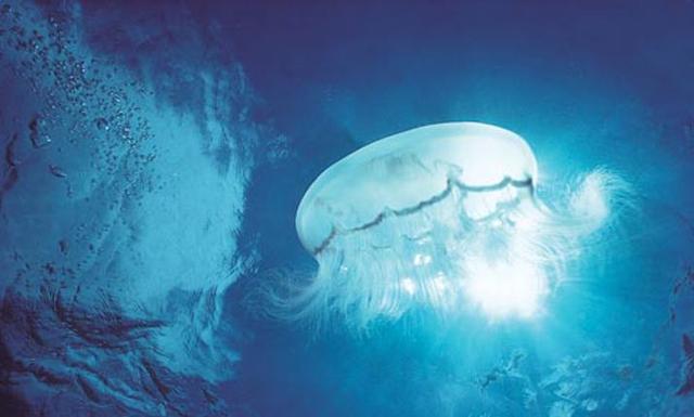 高中生物知识点口诀！有了这些口诀生物每次都满分！