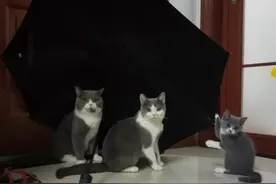 铲屎官，我家猫咪的待产日记图片