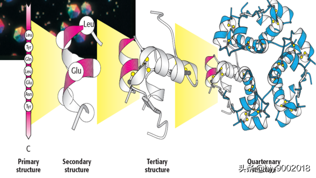 蛋白质的化学结构