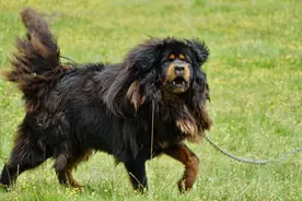 这只藏獒从獒王到流浪狗，再到高原战獒，其命运变化发人深省图片