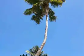 首批椰子苗木综合保险落地 海南“三棵树”产业特色农险齐了！图片