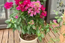 阳台养好三角梅，“3样”不能少，枝叶繁茂、朵朵花儿开鲜艳漂亮图片