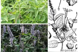 解答部分北方人的疑问：烧仙草，“烧”是啥？“仙草”又是个啥？图片