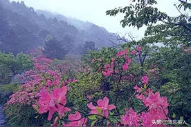又是人间四月天，好想去麻城看看满山的红杜鹃图片