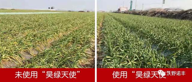 国家重点研发计划产业化「2021国内酶解氨基酸叶面肥的新旗舰」