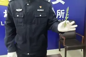 实验室丨有人蘸酱生吃罂粟叶？它多毒 做个“尿检”就知道图片