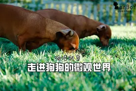 狗能看到人看不到的东西吗？狗：我不仅能“看到”，还能感觉到图片