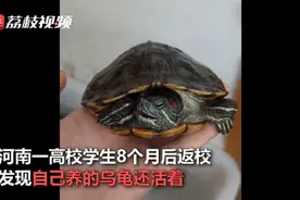 大学生8个月后返校乌龟还活着，网友：看学校名称就知道龟没事图片