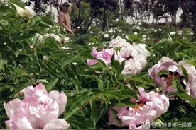 银川城东，竟然藏着800亩牡丹花乡，这个季节花开满园……图片