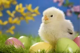 小孩老爱抓小鸡怎么办图片