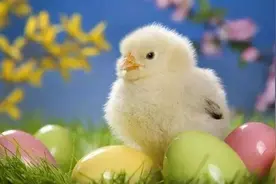 小孩老爱抓小鸡怎么办图片