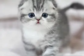生活小知识：蚊香对猫咪有害吗？图片