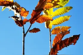 霜染板栗叶   七彩色斑斓图片