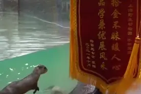 是个拾金不昧的好水獭！上海野生动物园水獭帮游客捞落水手机后收到锦旗图片