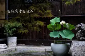 庭院绿植中的人生哲理，跟国学大师一起感悟人生图片