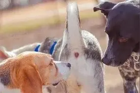 狗狗不为人知的“6个秘密”，你都知道哪一些呢？图片